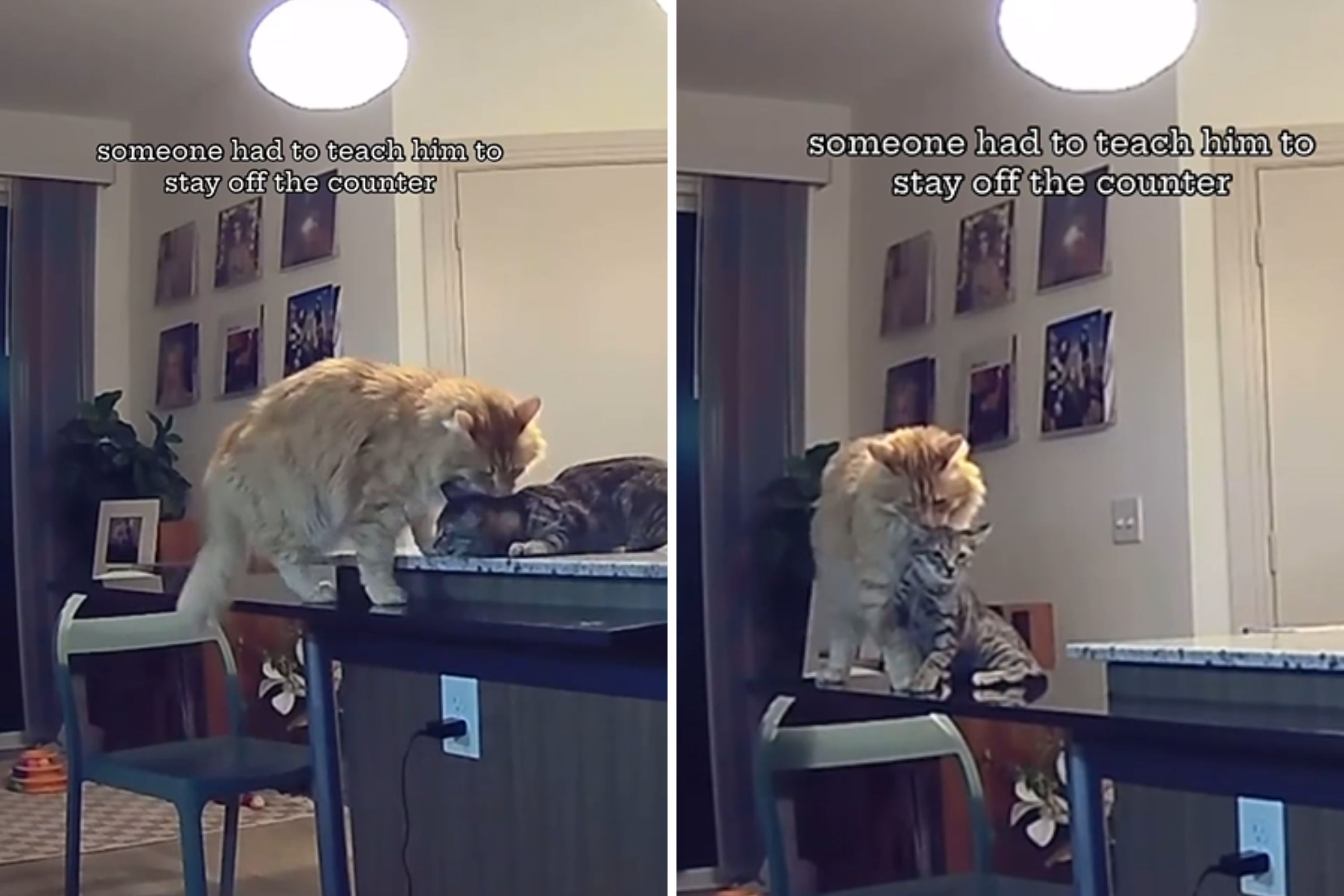 Cat Sends Kitten Flying Off Kitchen Counter in Hilarious ‘Lion King’ Style!