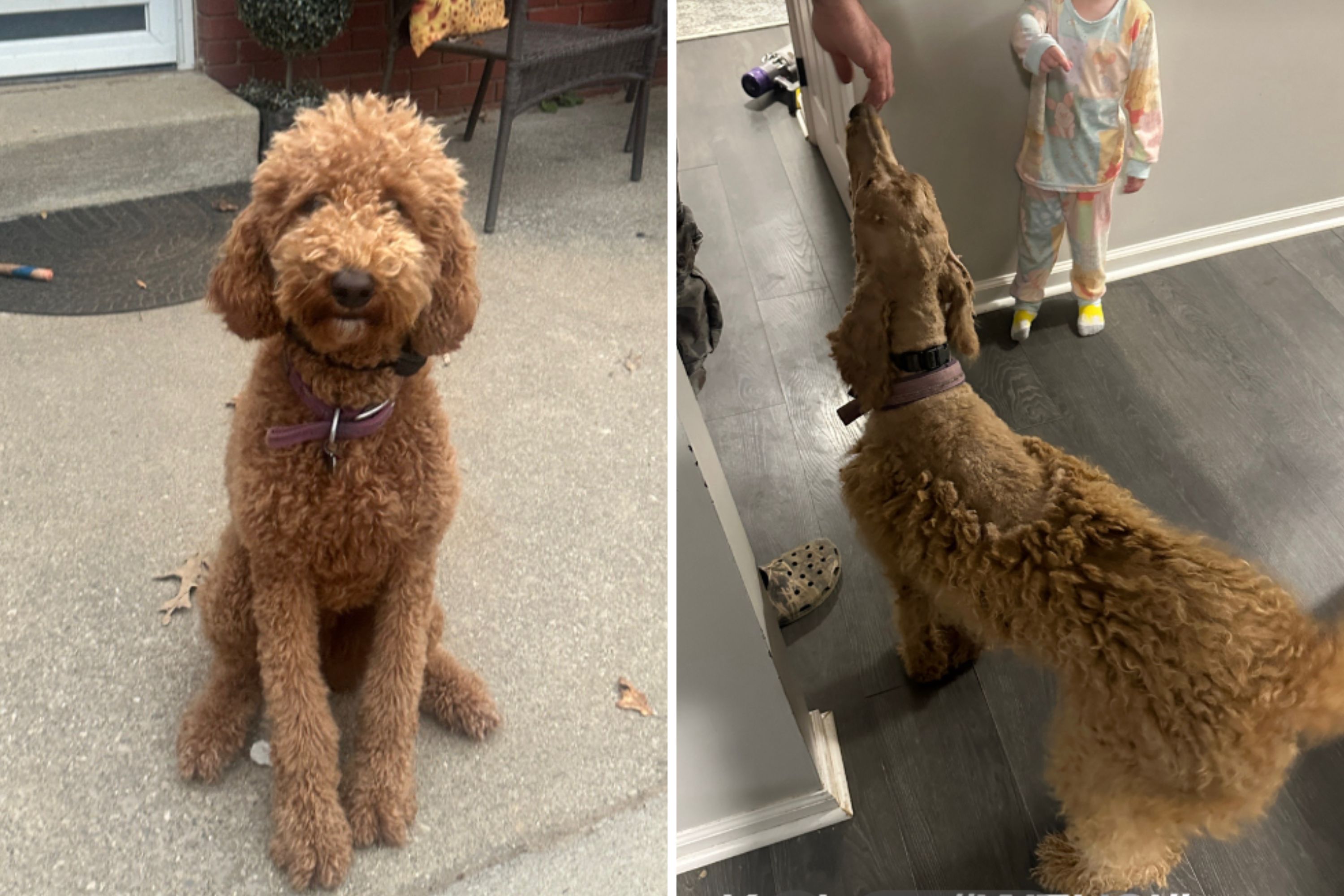 Cost to groom a retailer goldendoodle