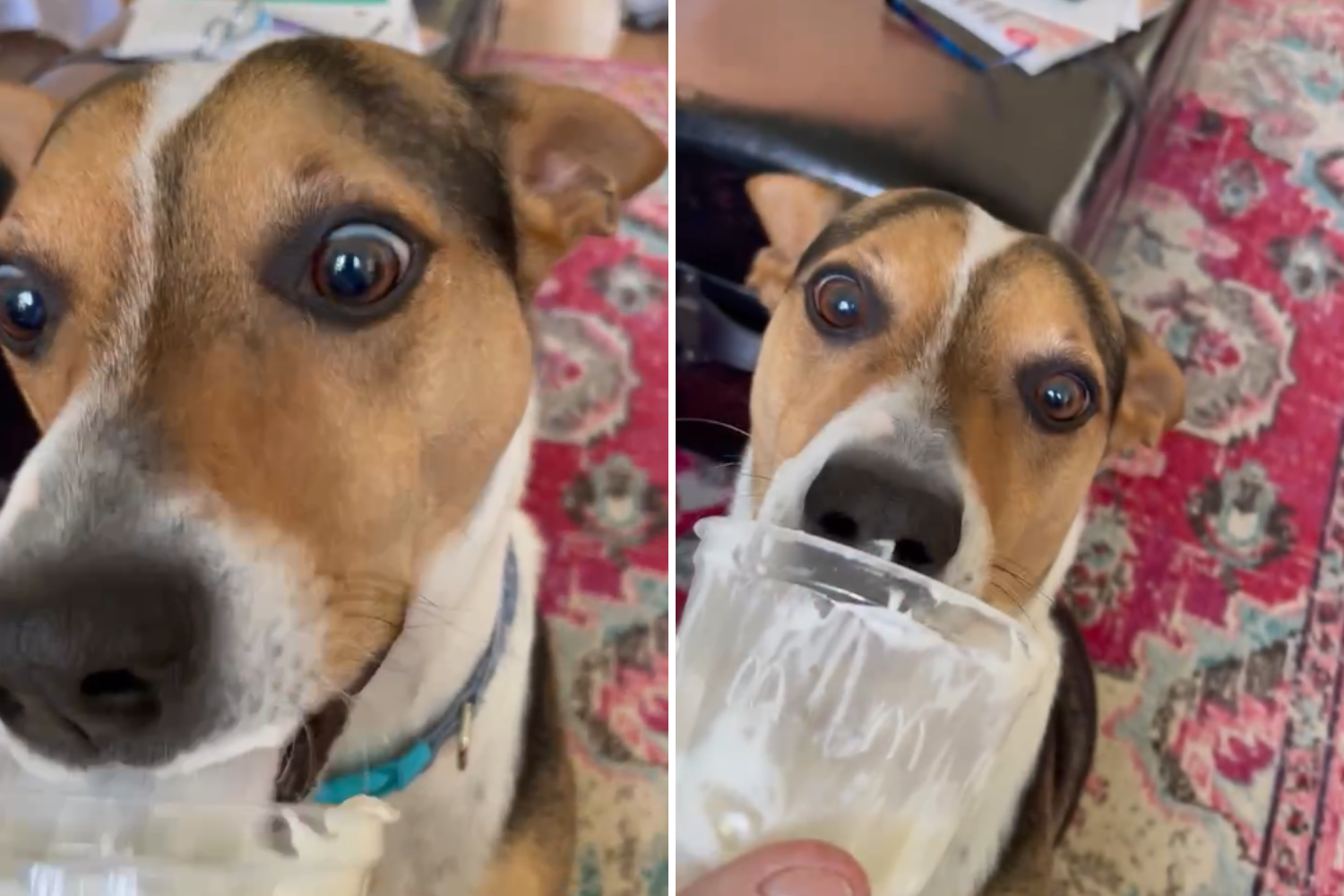 Pup of the Week: Dog Can’t Resist Devouring the Entire Pup Cup!