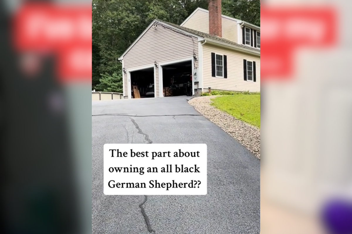 Black German shepherd blending in