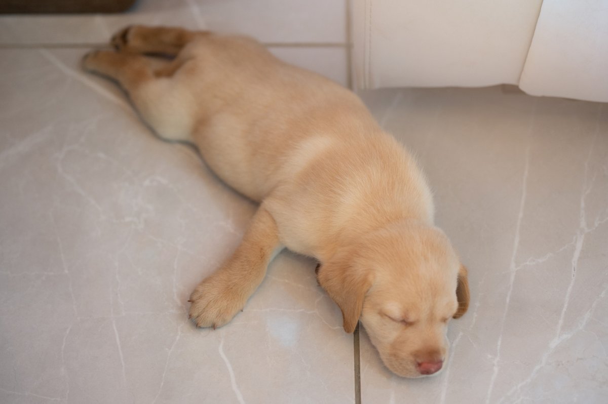 Puppy sleeping