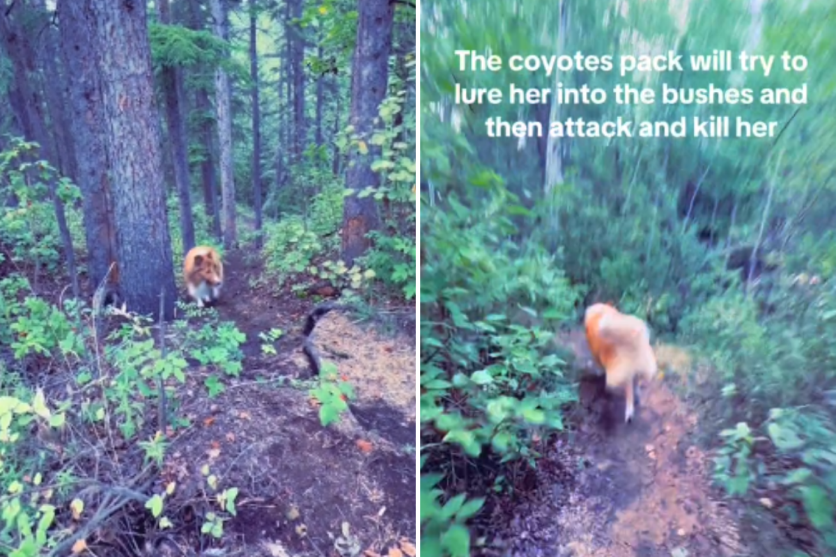 Emma in the woods