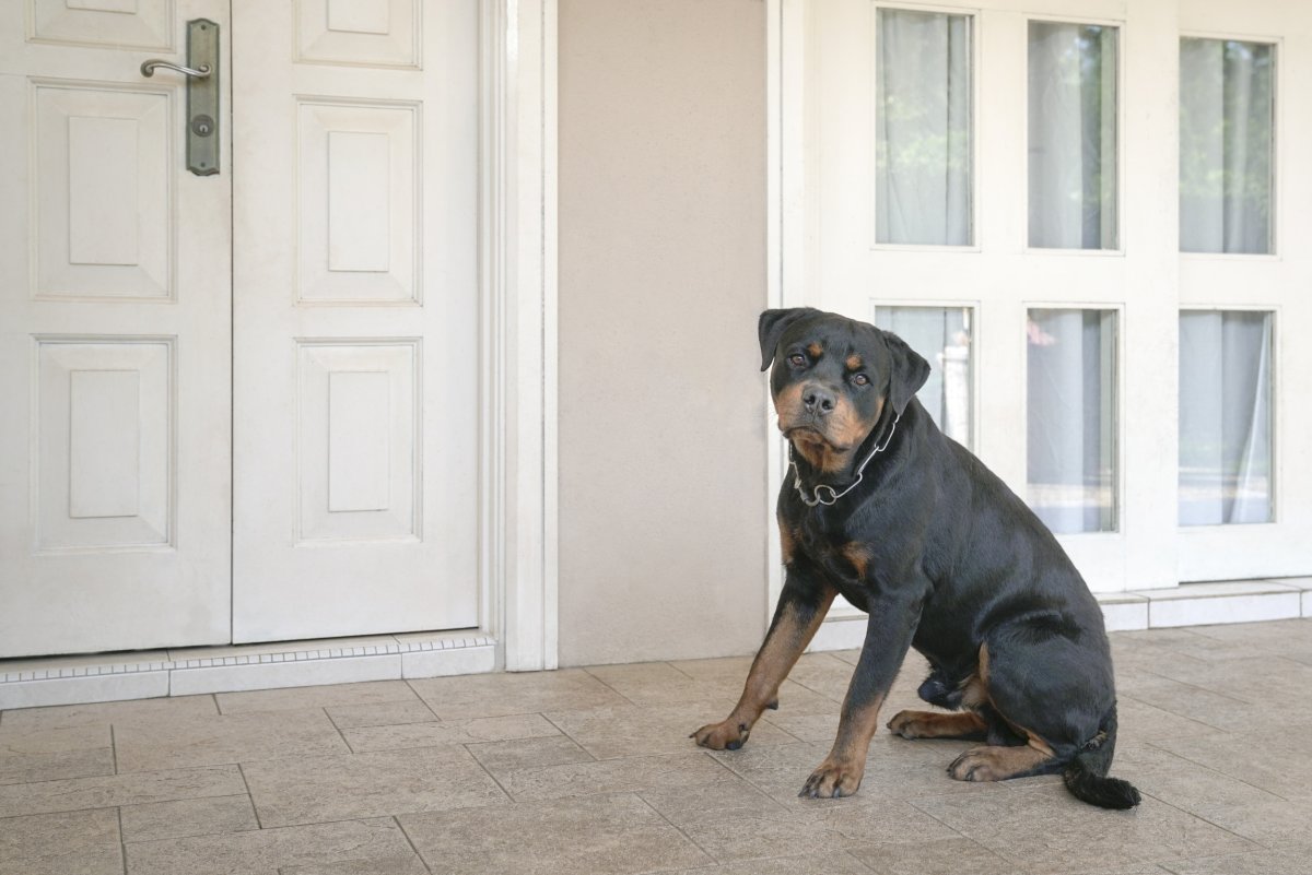 Rottweiler sitting outside door of home.