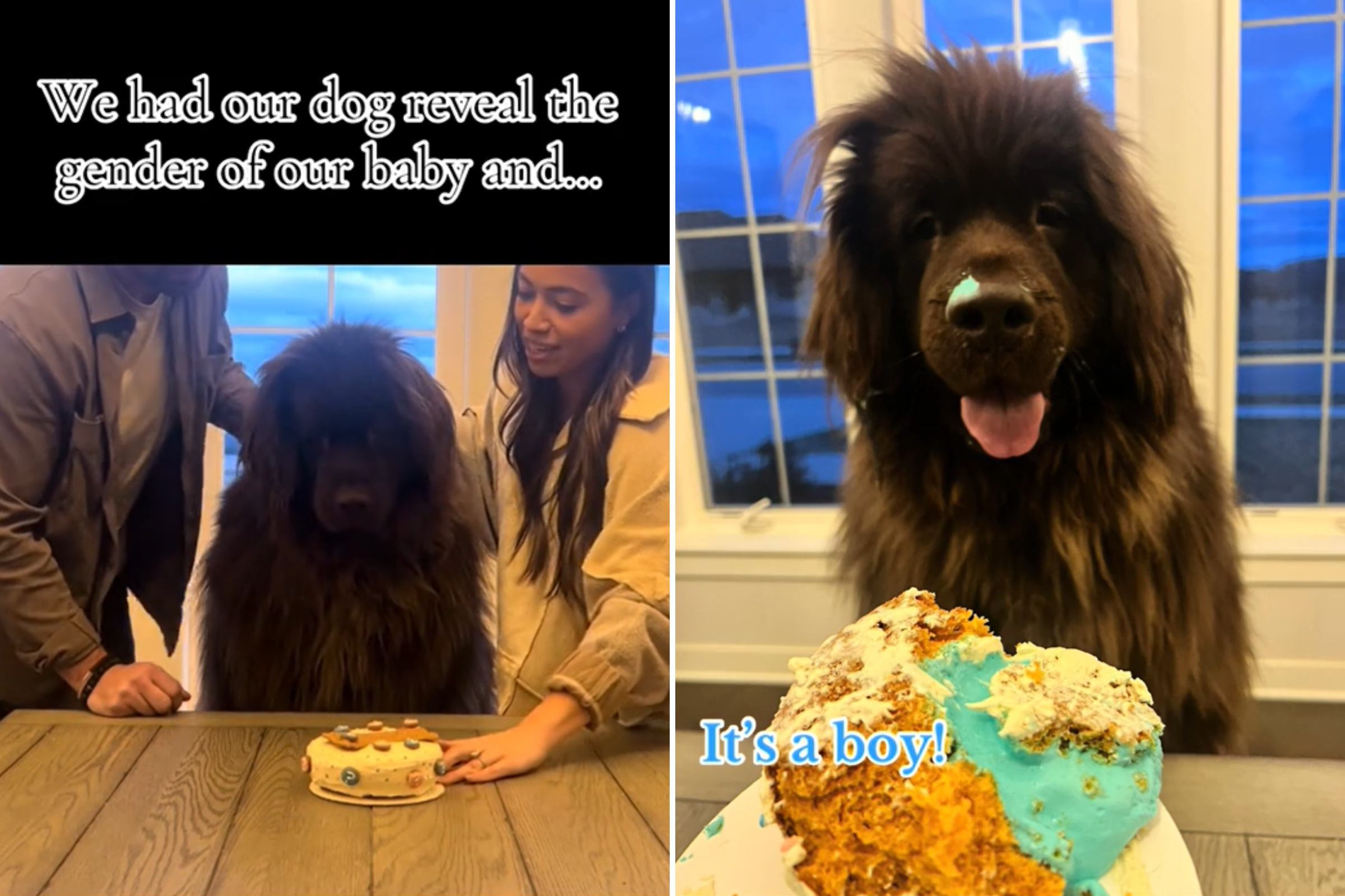 Newfoundland Takes Charge of Gender Reveal: Hilarity Unfolds!