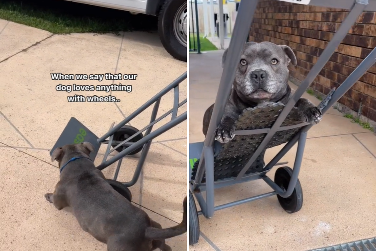 dog loves wheels