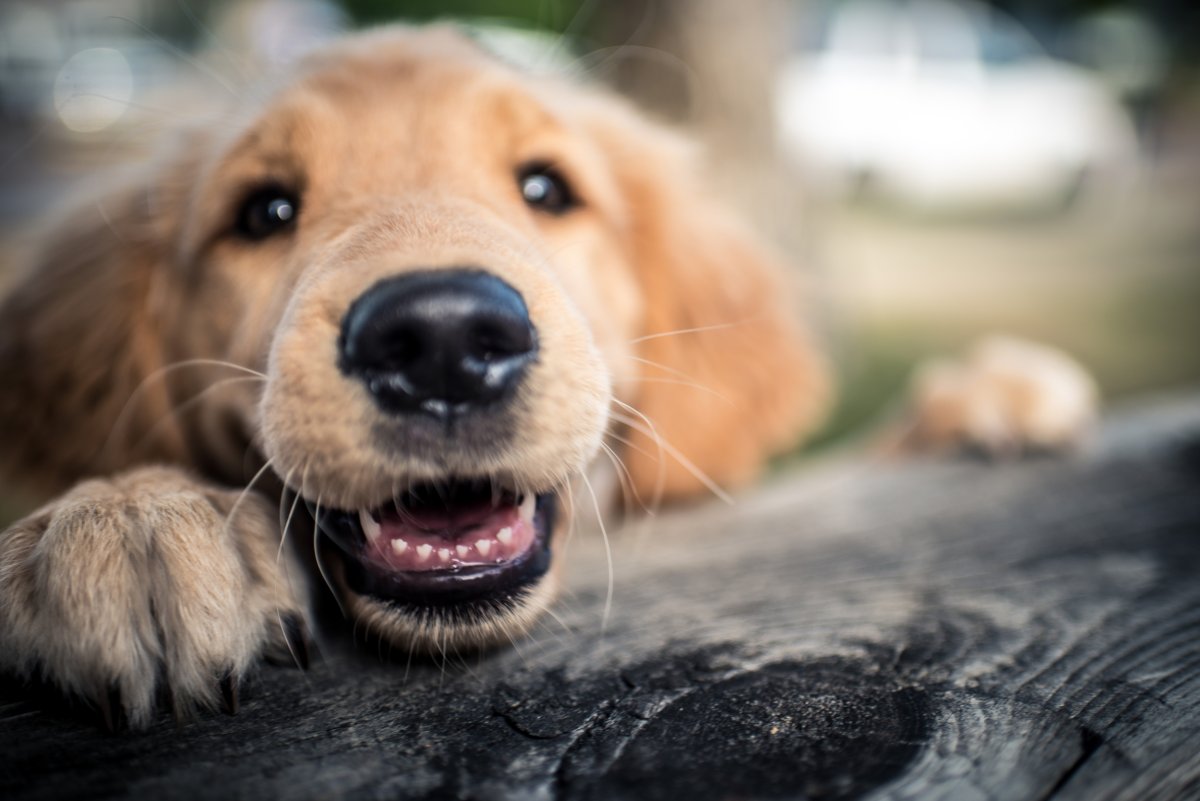 puppy not calm