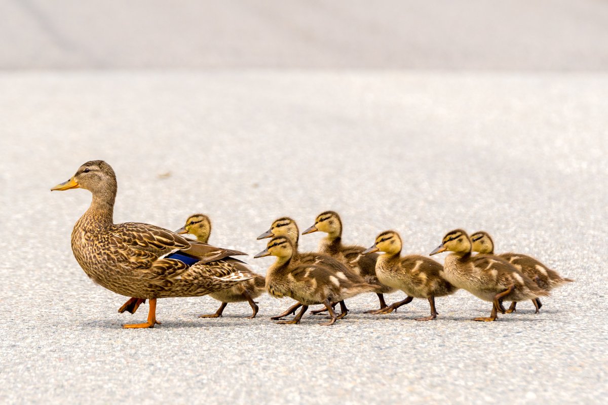 Family of ducks crossing road.