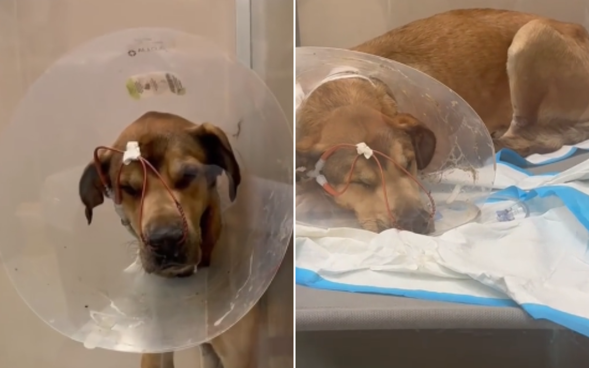 Neglected Pup Left Behind in Shelter After Owner Gave Up on Him