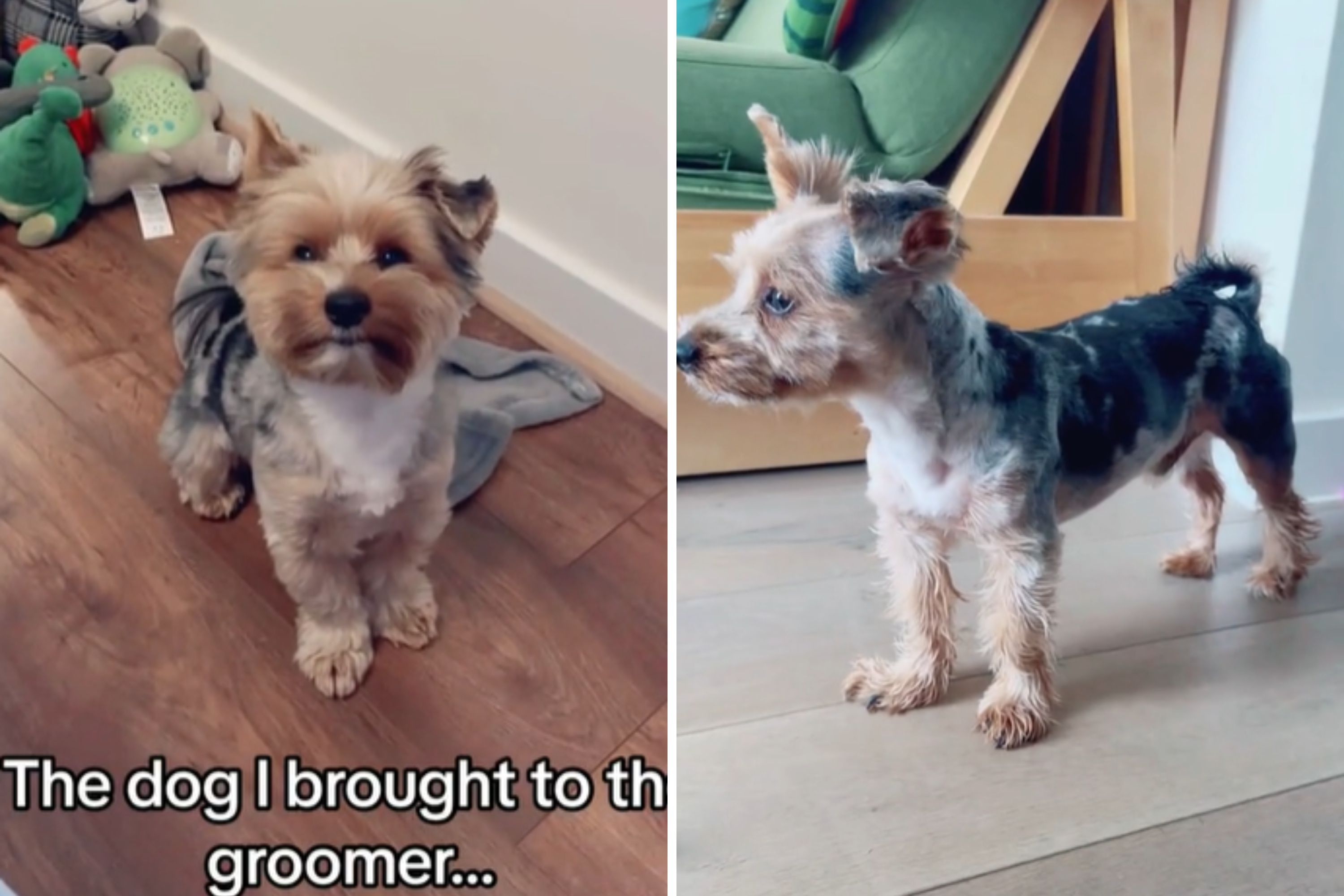 Owner Left in Shock After Dog’s Grooming Disaster: Was It the Wrong Pup?