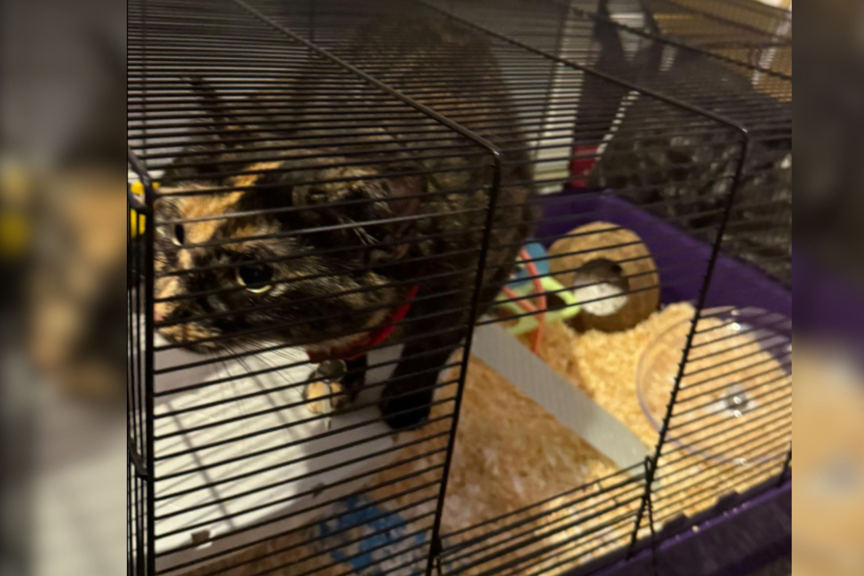 Owner Pulls Hamster Out to Clean Cage Cat Quickly Claims New Territory Newsweek