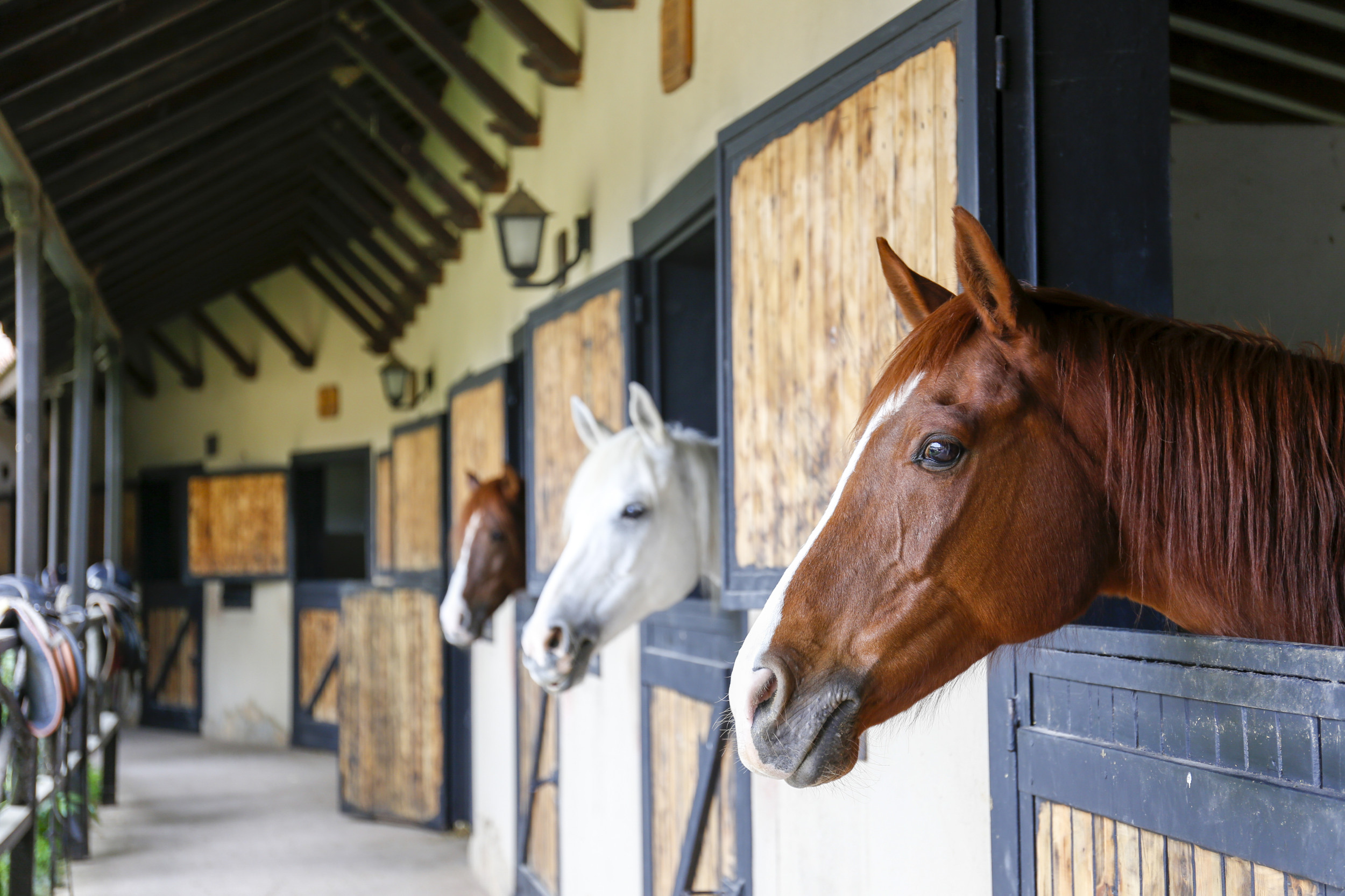 Contaminated Feed Blamed for Deaths of Up to 70 Horses, Says Rodeo Company