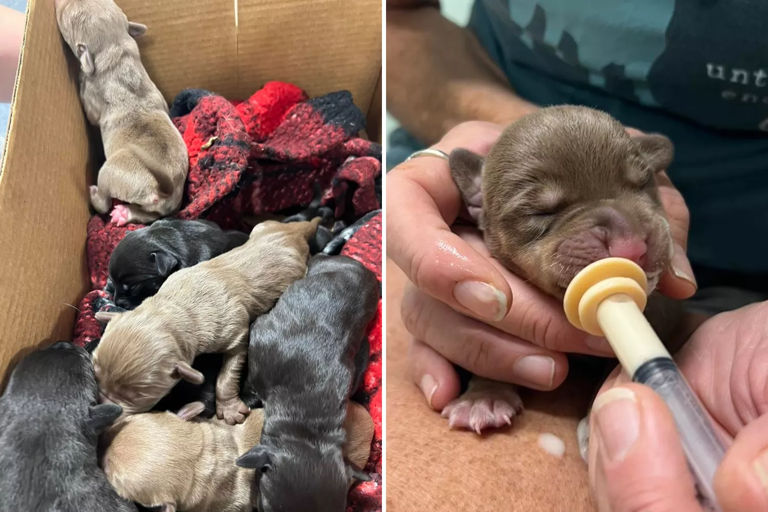 Heartbreak as 9 "neonatal" puppies tossed out of car in bag like garbage