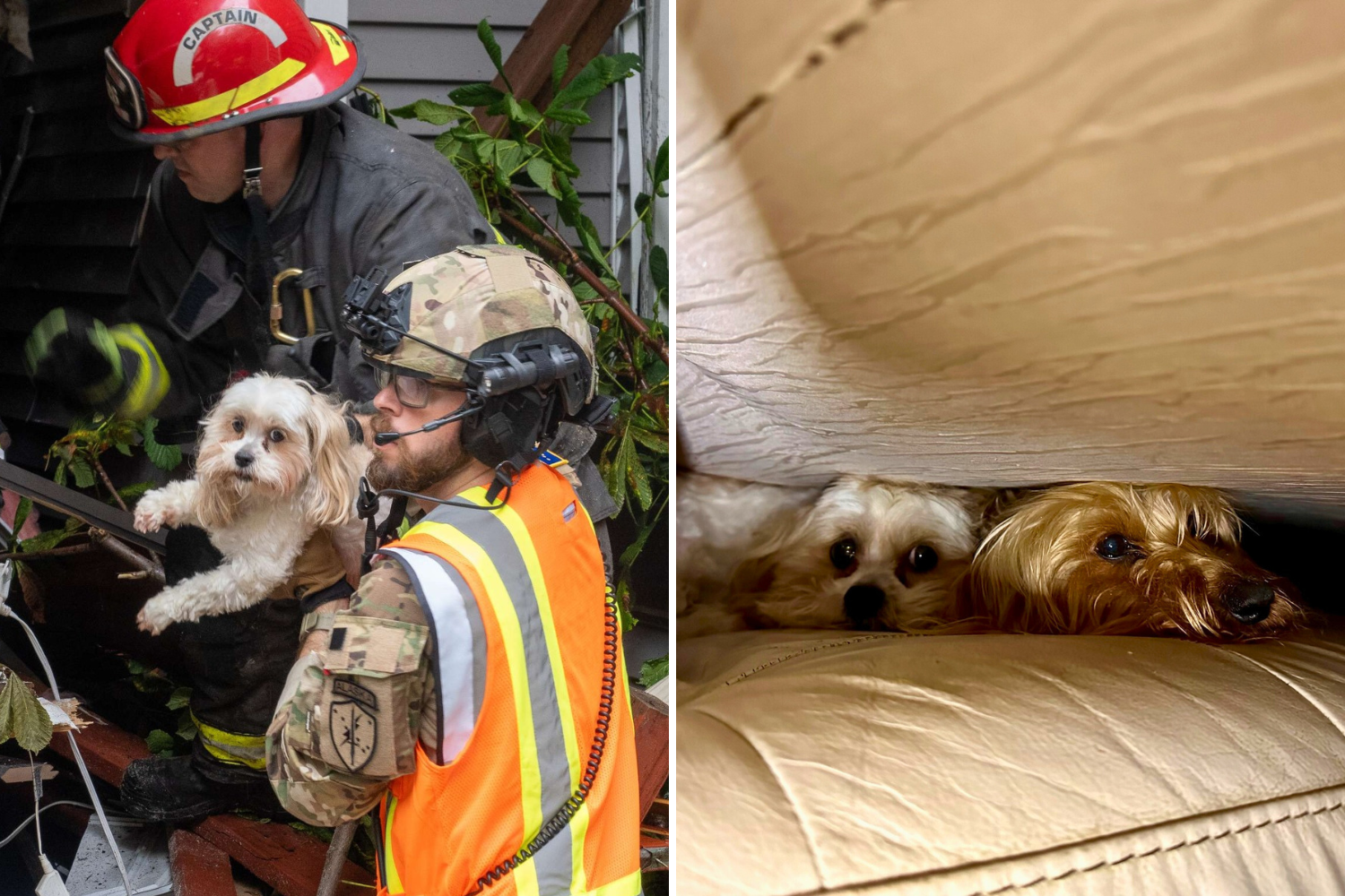 Moment Two Dogs Rescued From House Destroyed in Deadly Alaska Landslide Moment Two Dogs Rescued From House Destroyed in Deadly Alaska Landslide