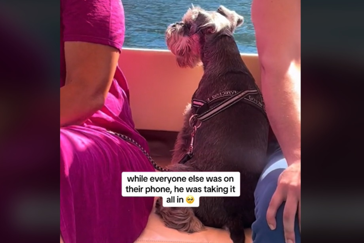 Dog looking at scenery from boat.
