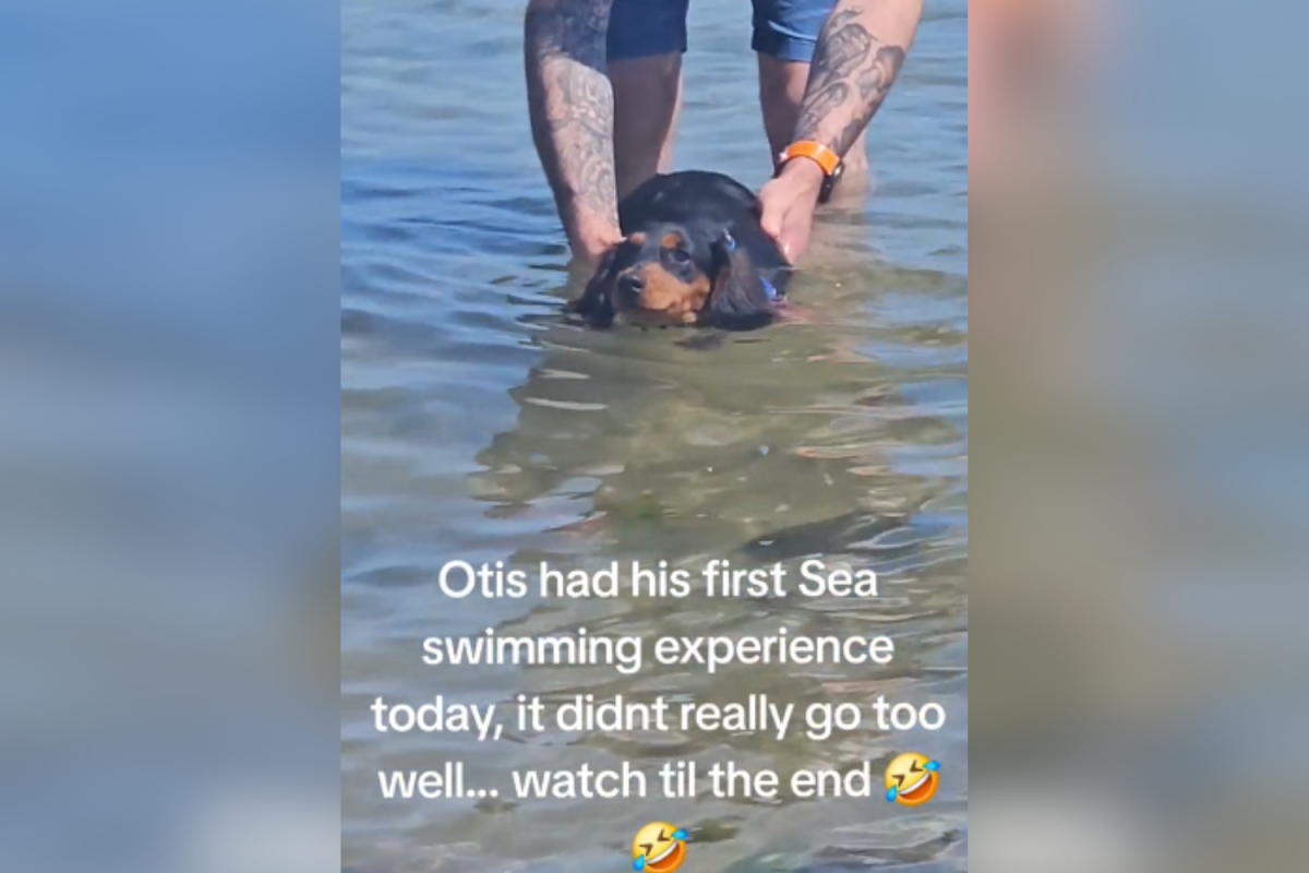 Otis the dog in the sea
