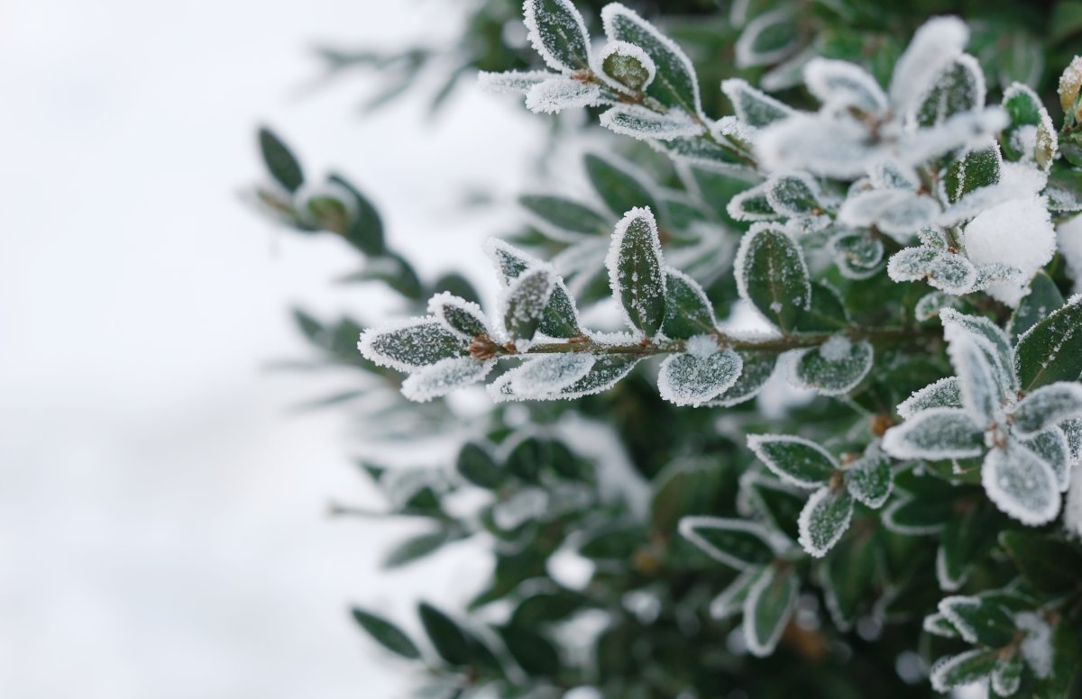 Weather Alert Frost Advisory Three States