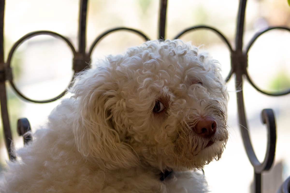 Dog looking back