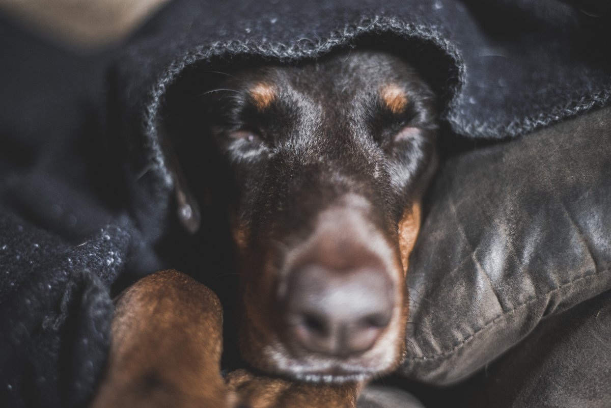 Dog in blanket