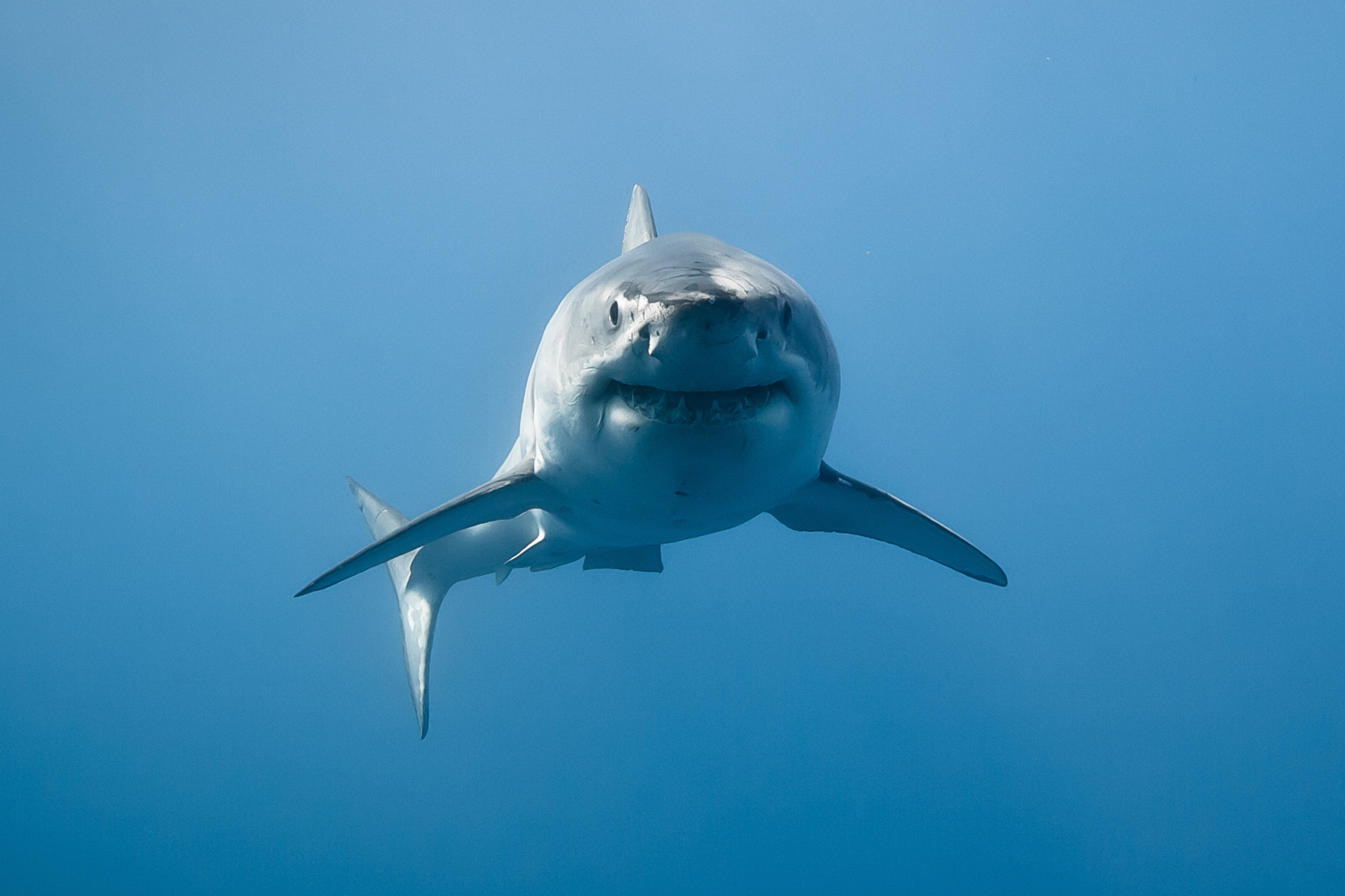 Shark Showdown: The Surprising Answer to a Marine Mystery