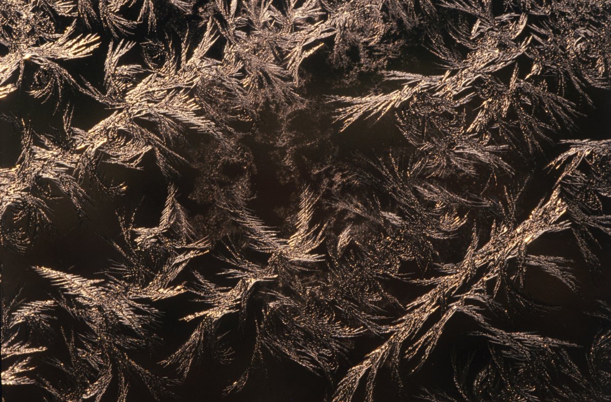 Frosty Leaves