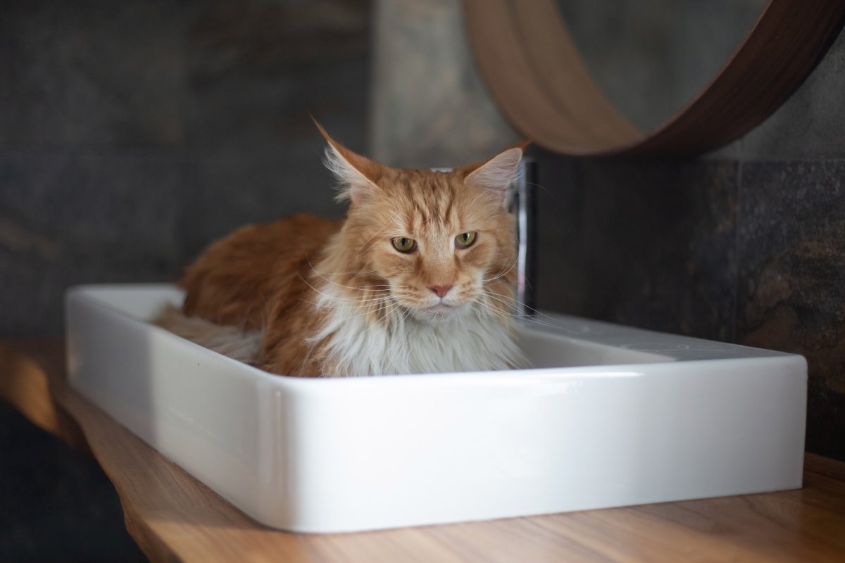 Cat laying in sink