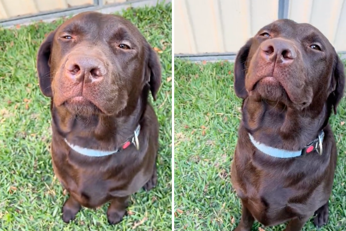 Jax the labrador.
