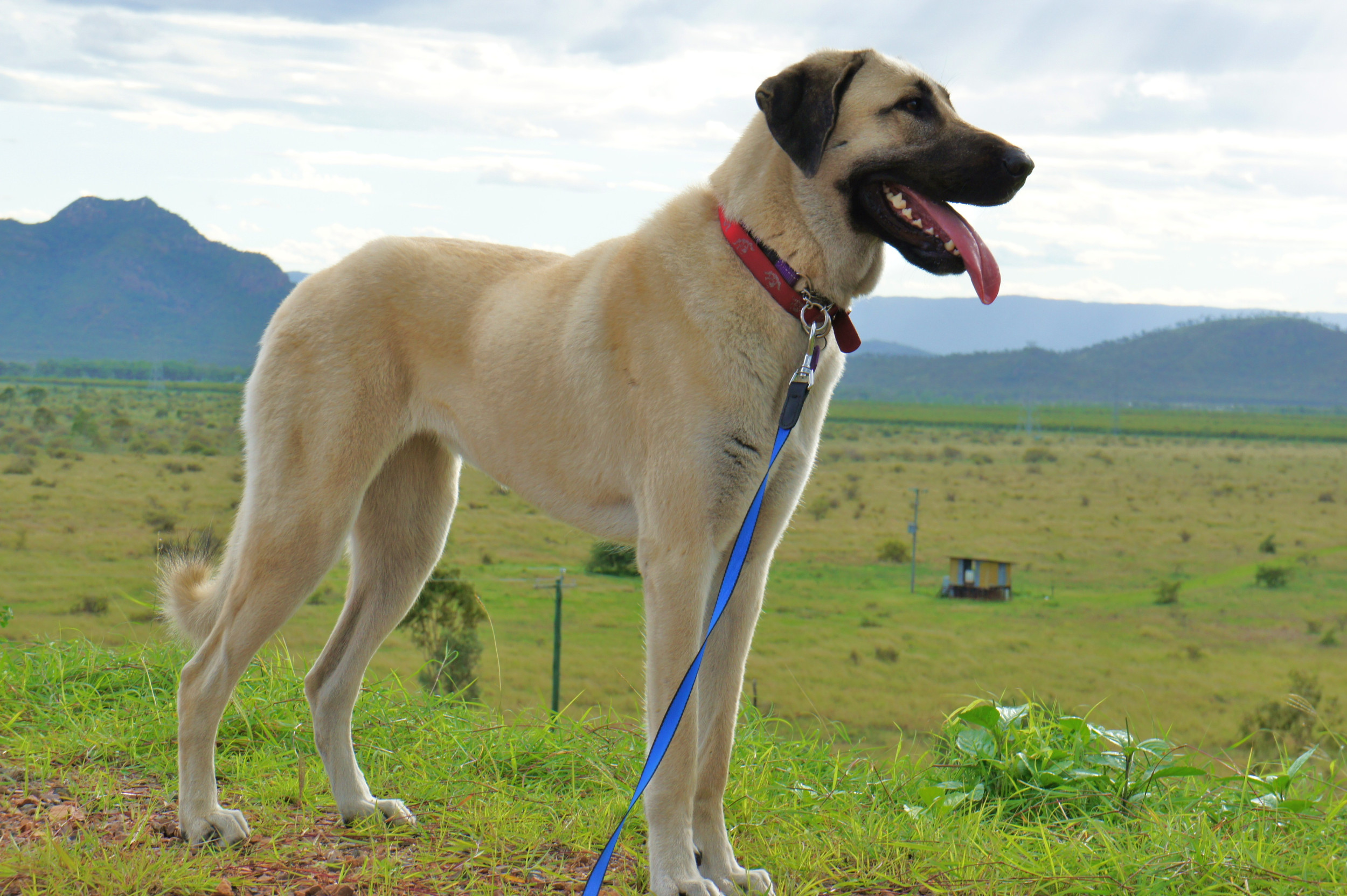 Guard Dogs Snap into Action at the First Sign of Danger