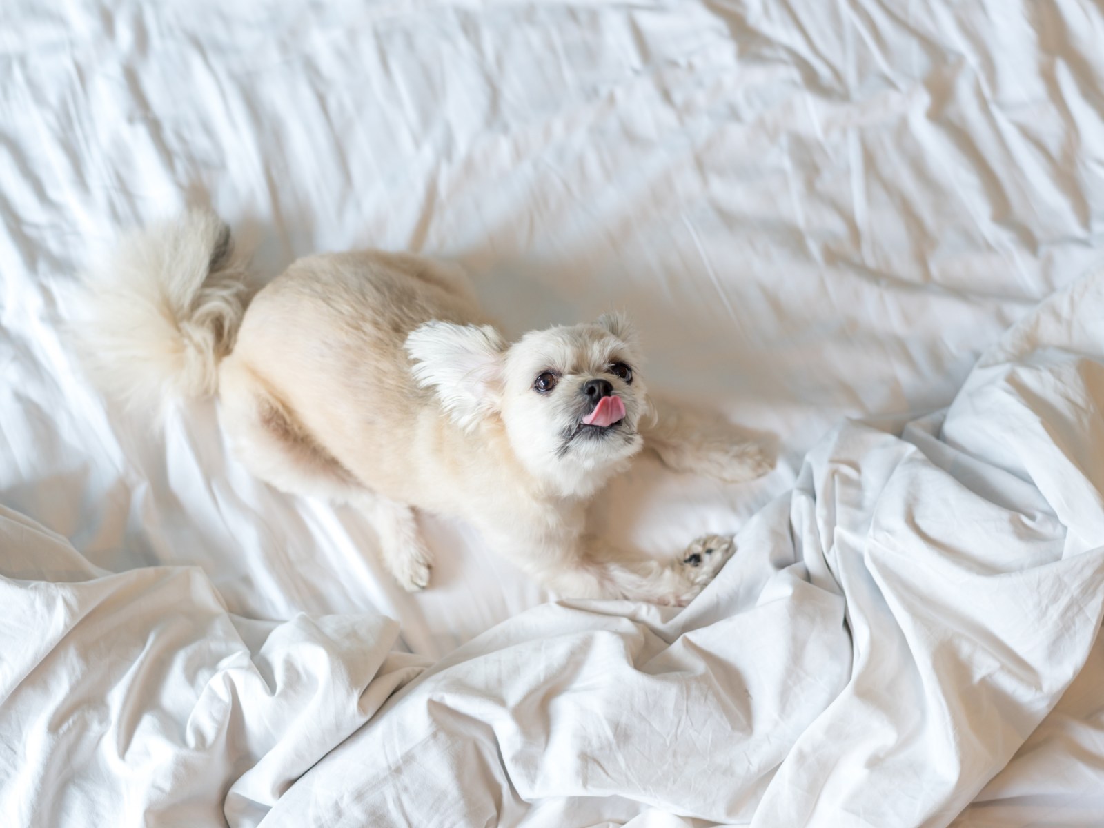 Moment Dog Wakes up Owner Dubbed 'Cinematic Masterpiece' - Newsweek