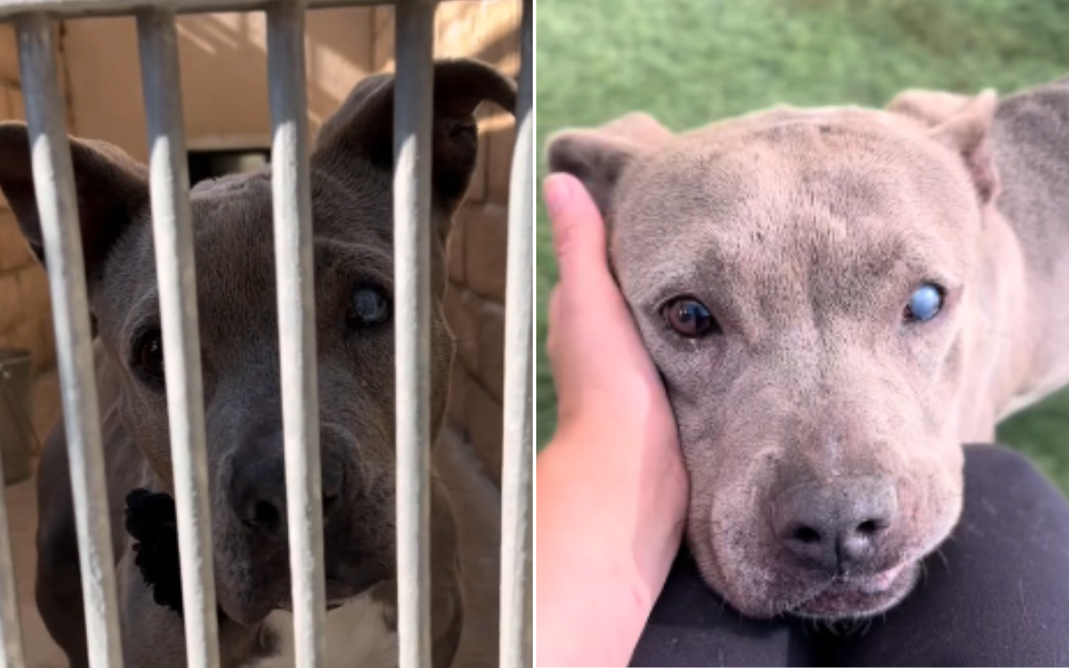 Sky the senior shelter dog.
