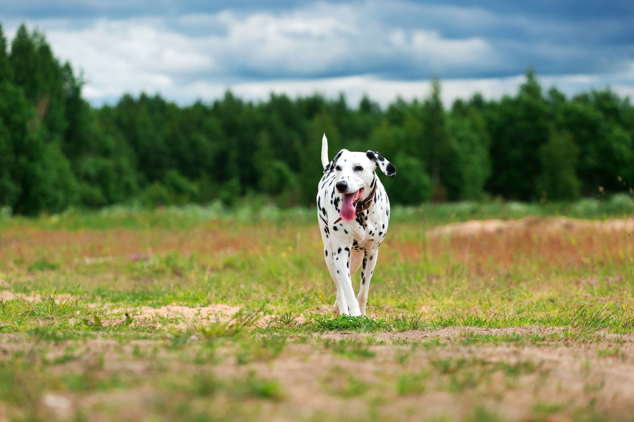 Dalmatian Puppy With Heart-Shaped Heterochromia Eyes Wins the Internet ...