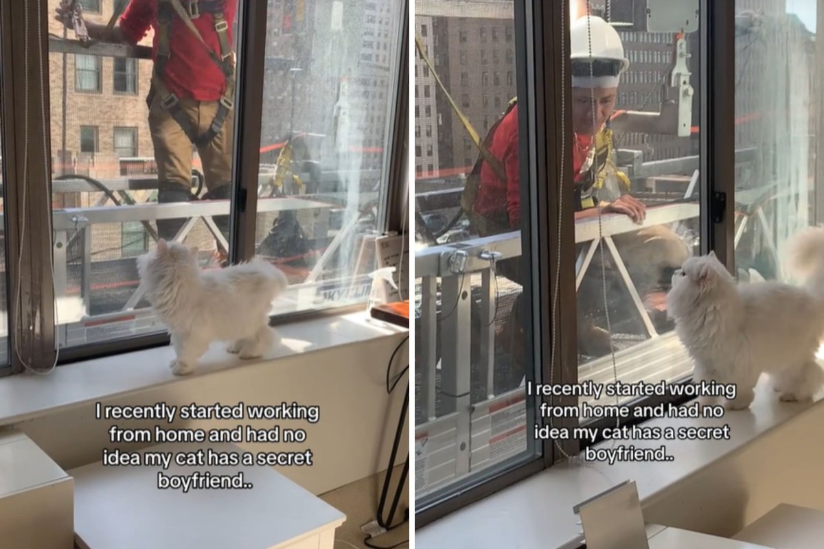 Cat's secret relationship with worker