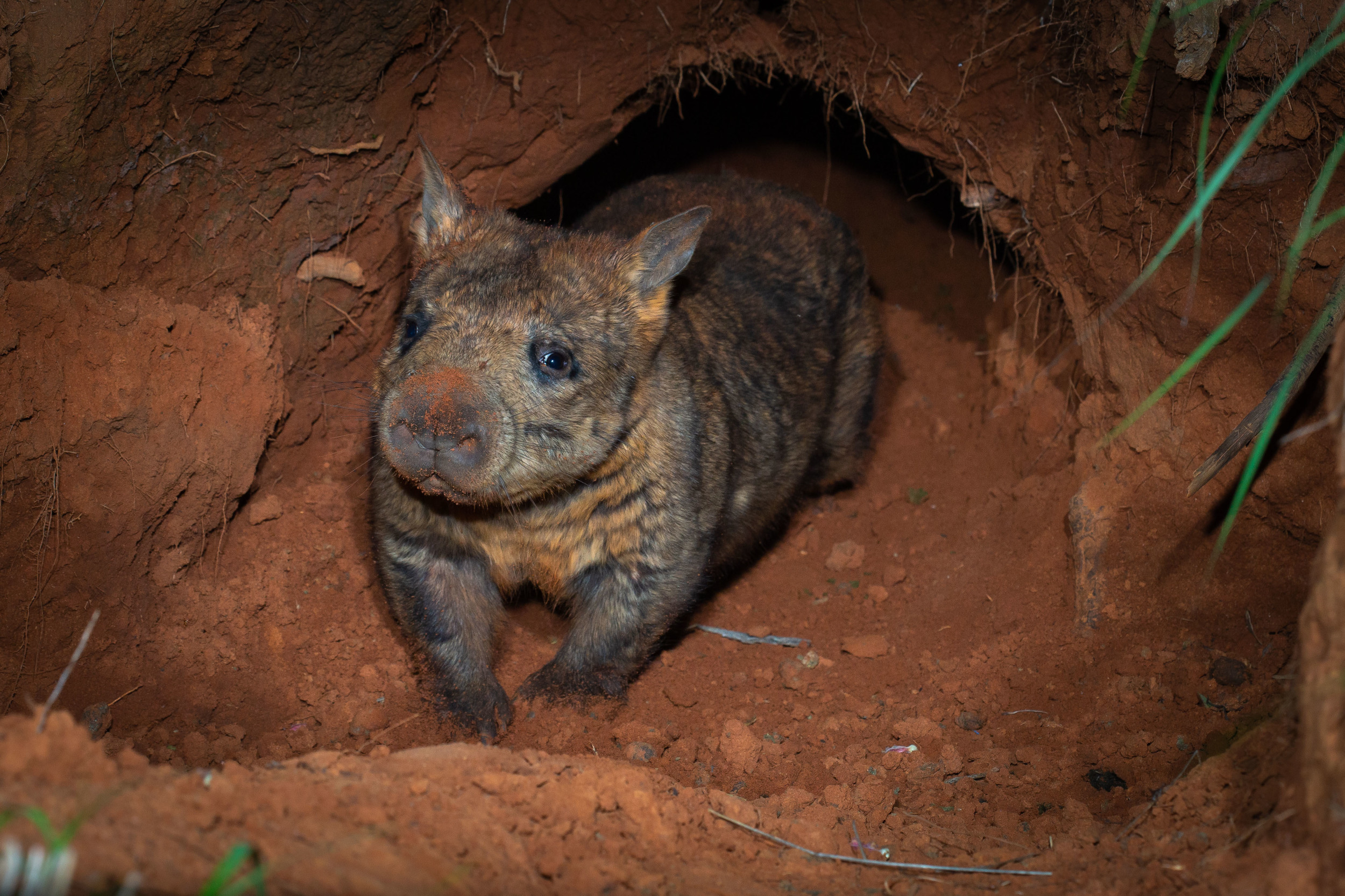 Watch: Extremely rare (and adorable) baby animal caught on camera