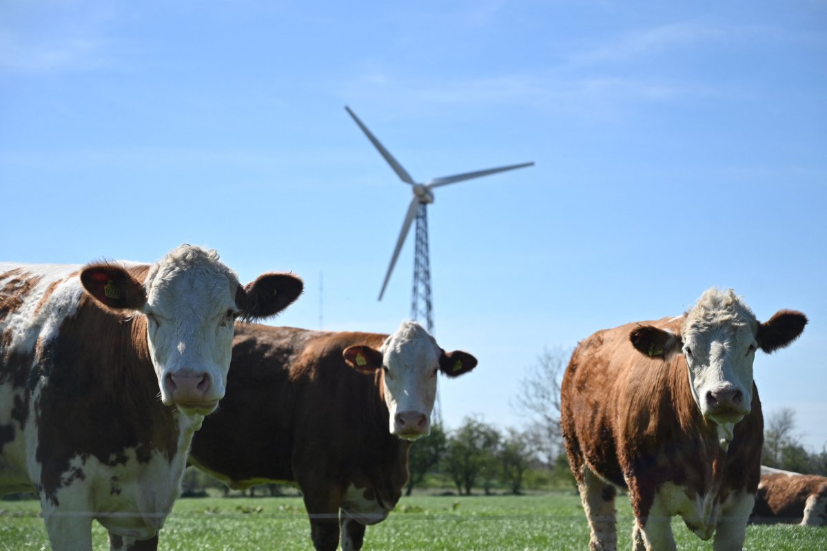 Cows in Denmark