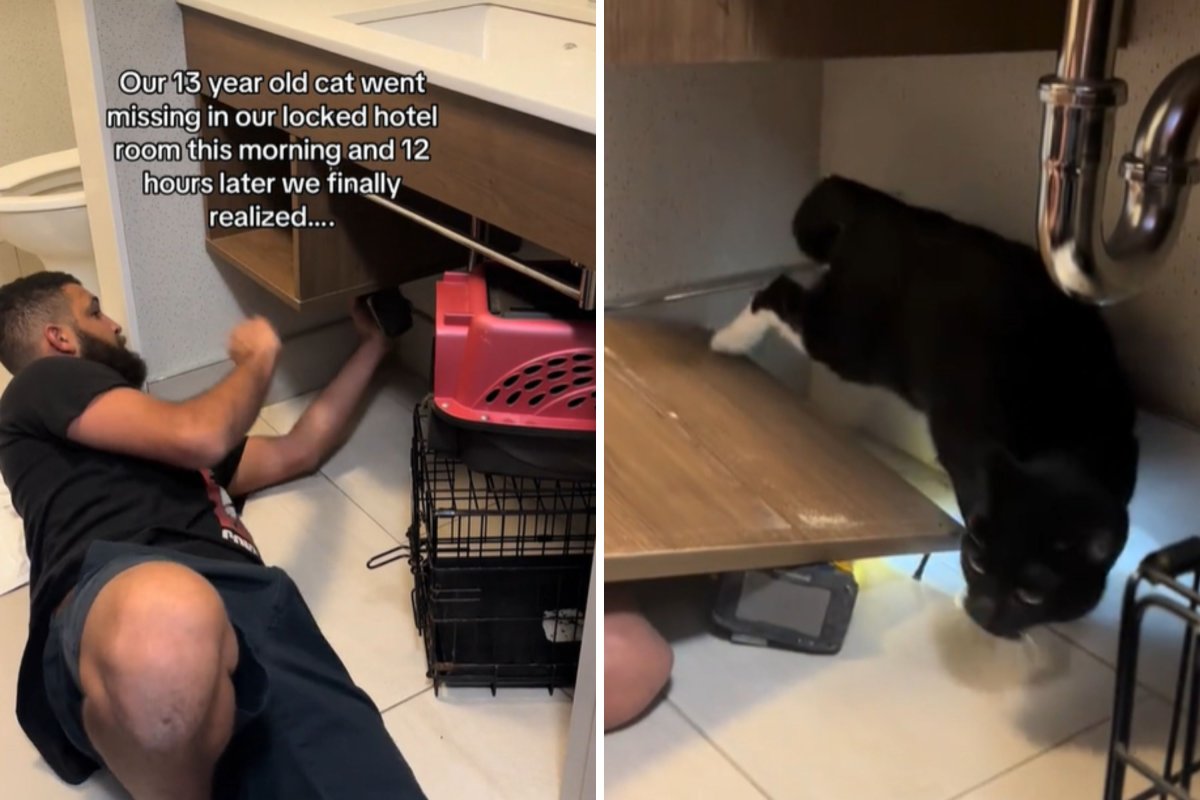 Cat sneaks into cabinet