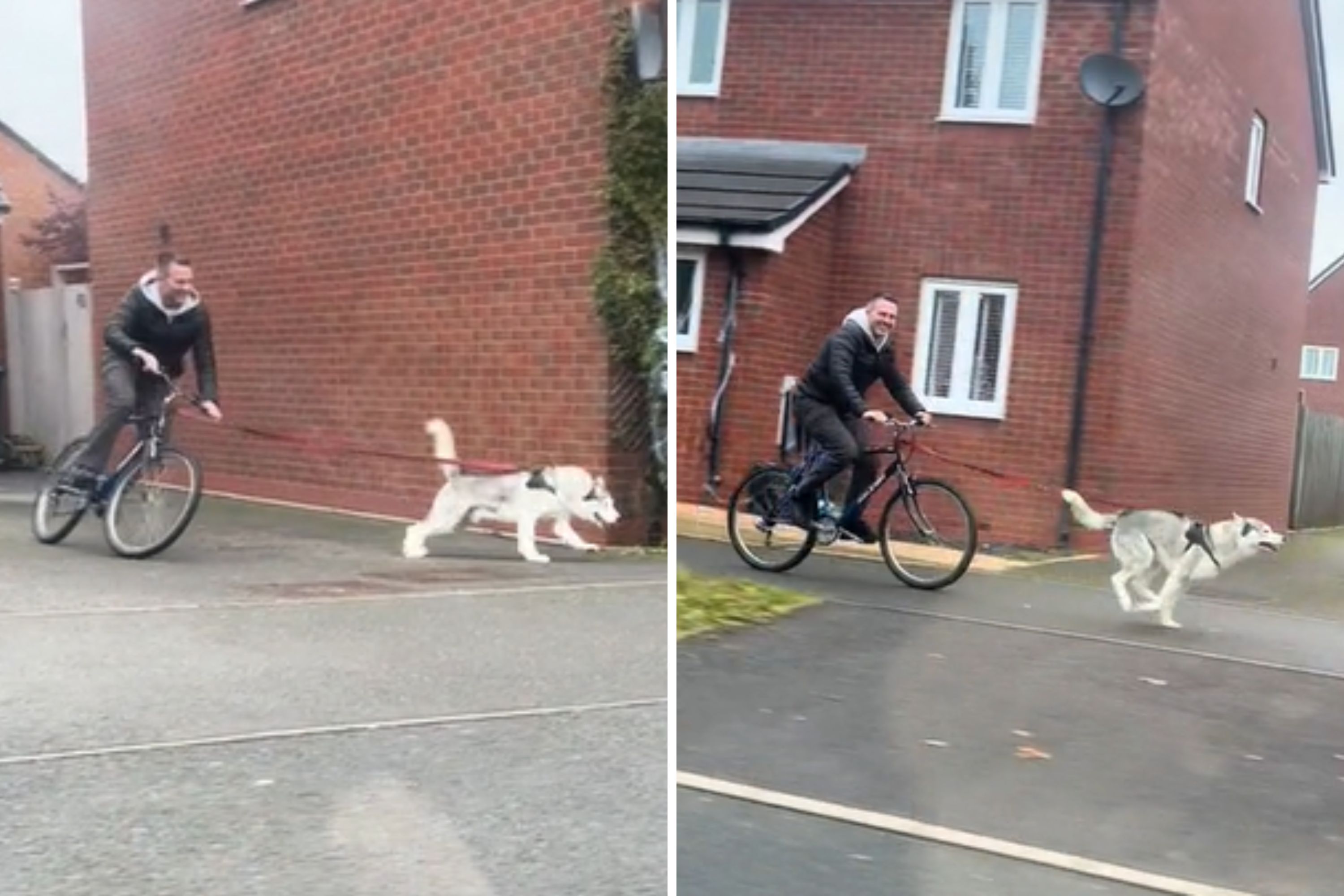 Husky Takes Charge: Watch as Dog Pulls Owner on Bike with Enthusiasm!