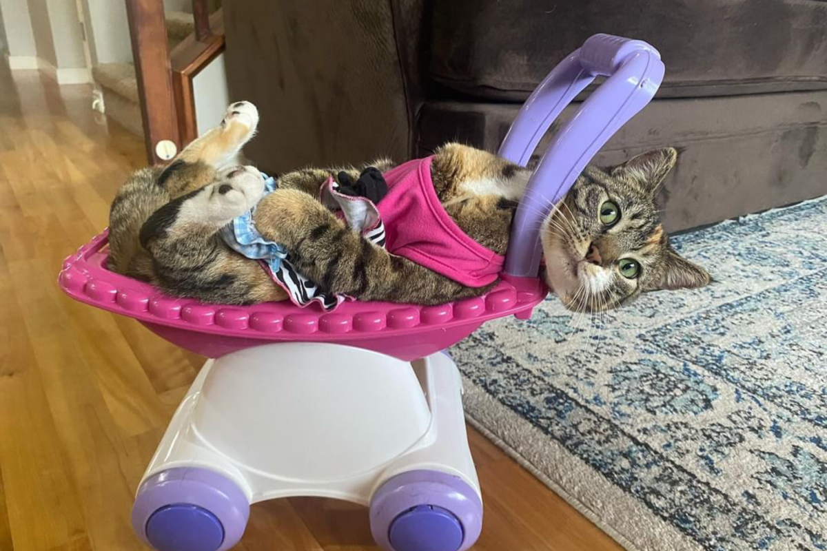 One of the cats in dress up.