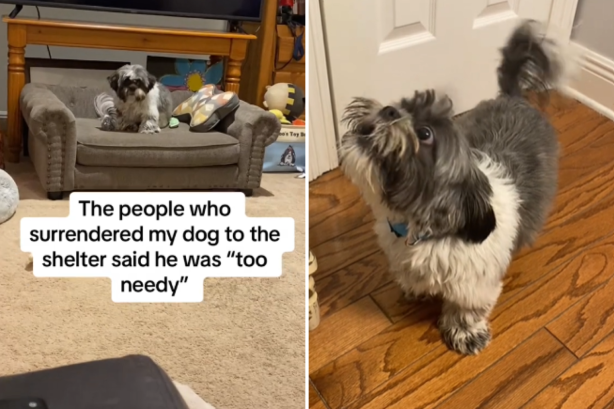 Muffin the dog