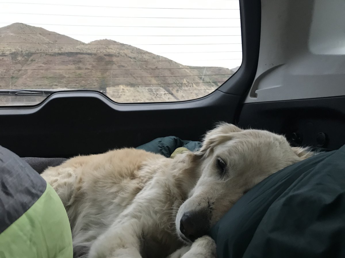 Dog sleeping