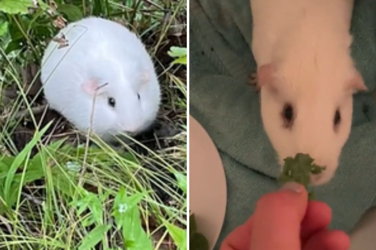 Guinea pig