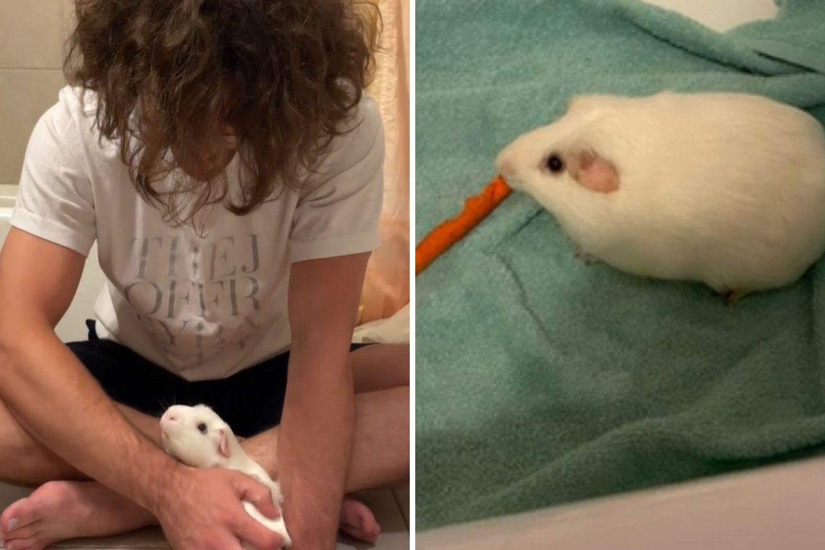 Guinea pig
