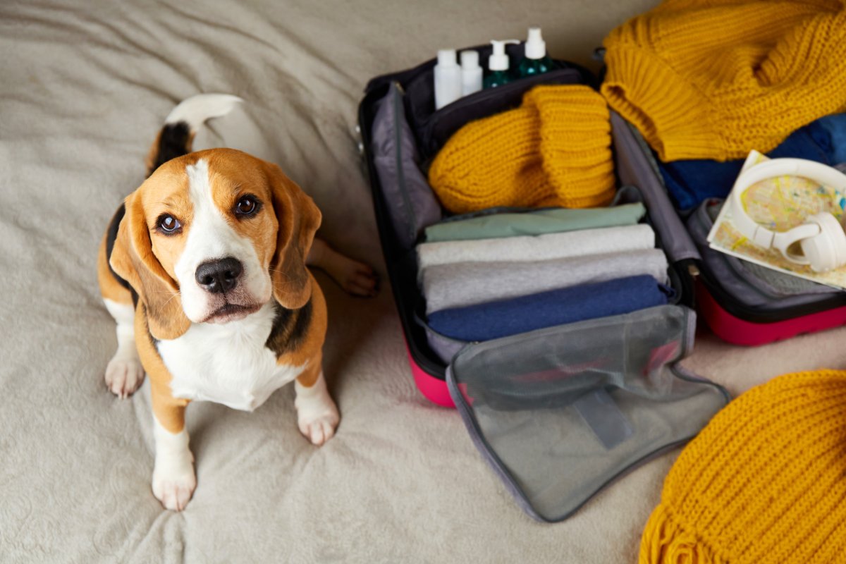Beagle beside luggage bag