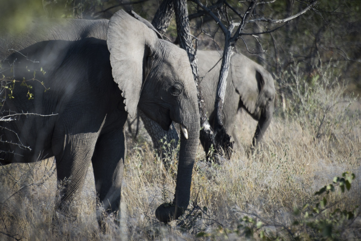 Elephants in Namibia