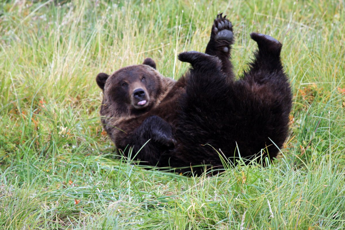 Bear rolling around in grass.
