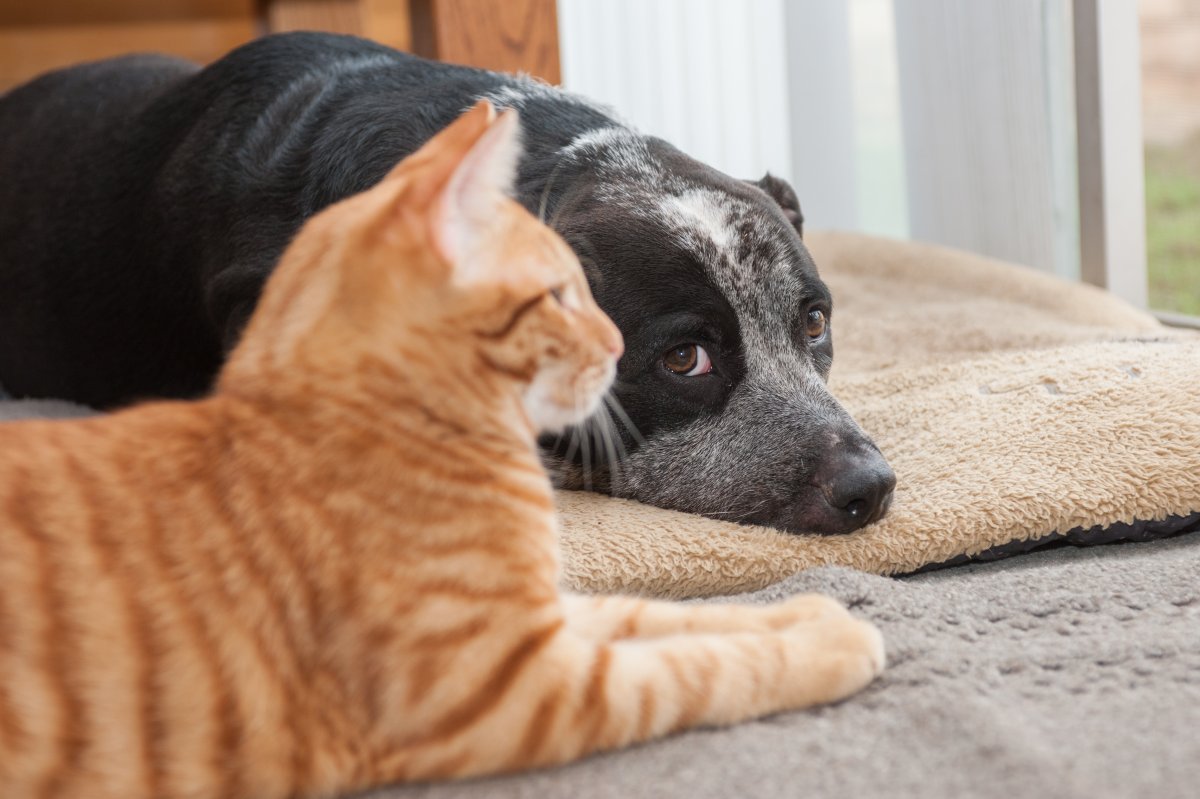 adopted dog loves cat