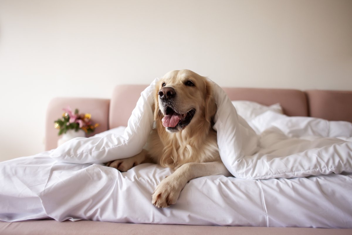 Labrador Dog In Bed