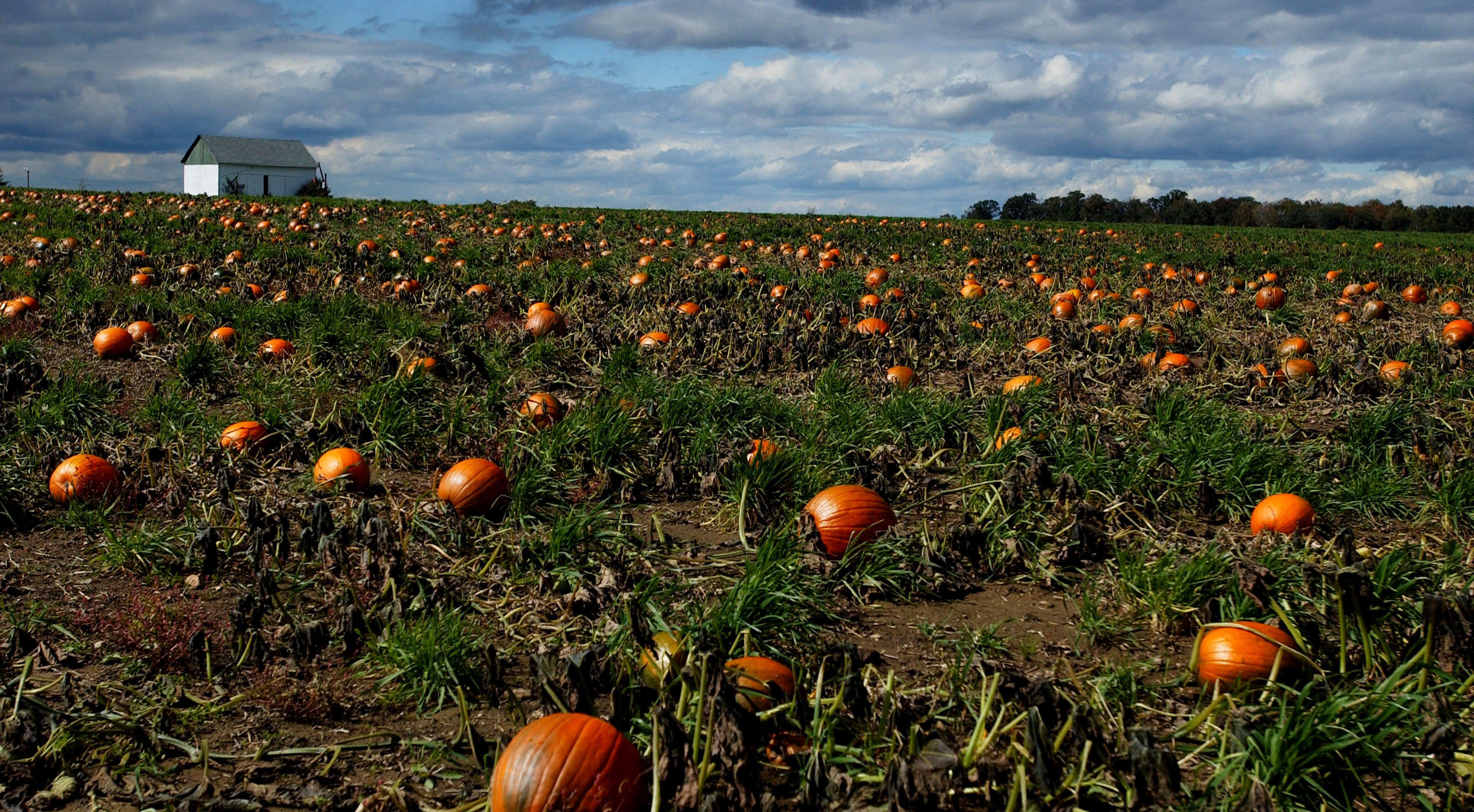 Ohio’s 22 Counties Declared Natural Disaster Areas Amid Severe Drought