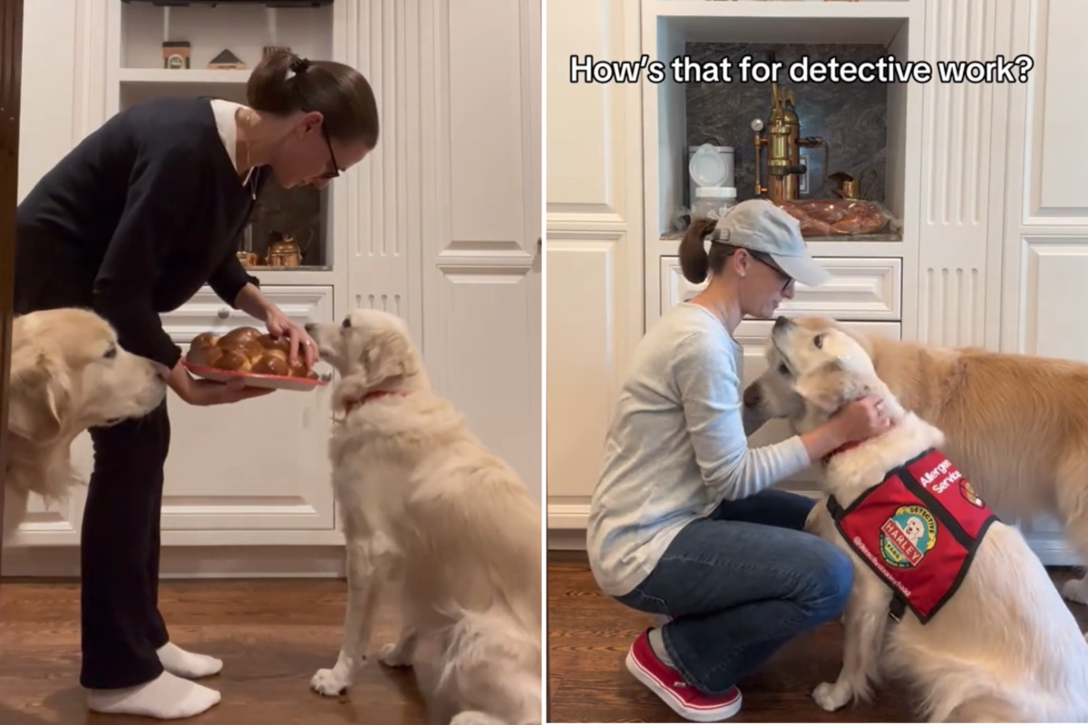 Dog detecting traces of peanuts