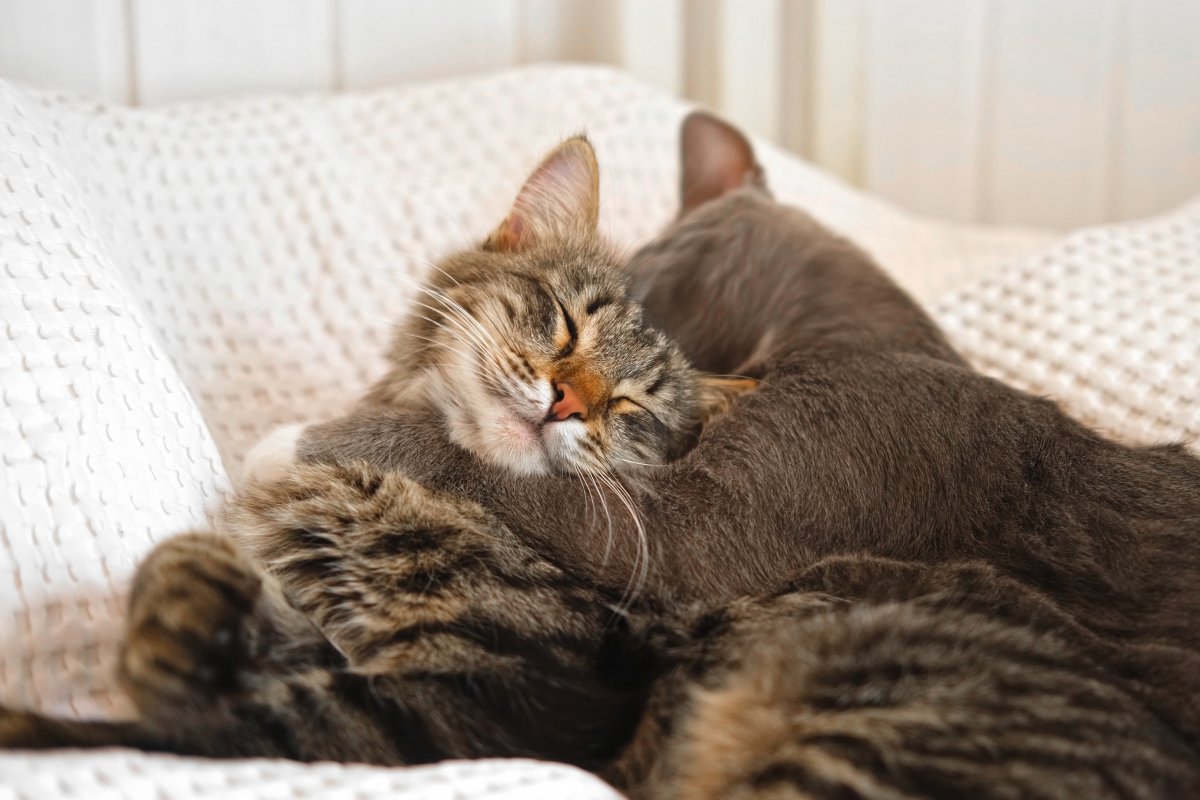 woman gets two cats instead of one