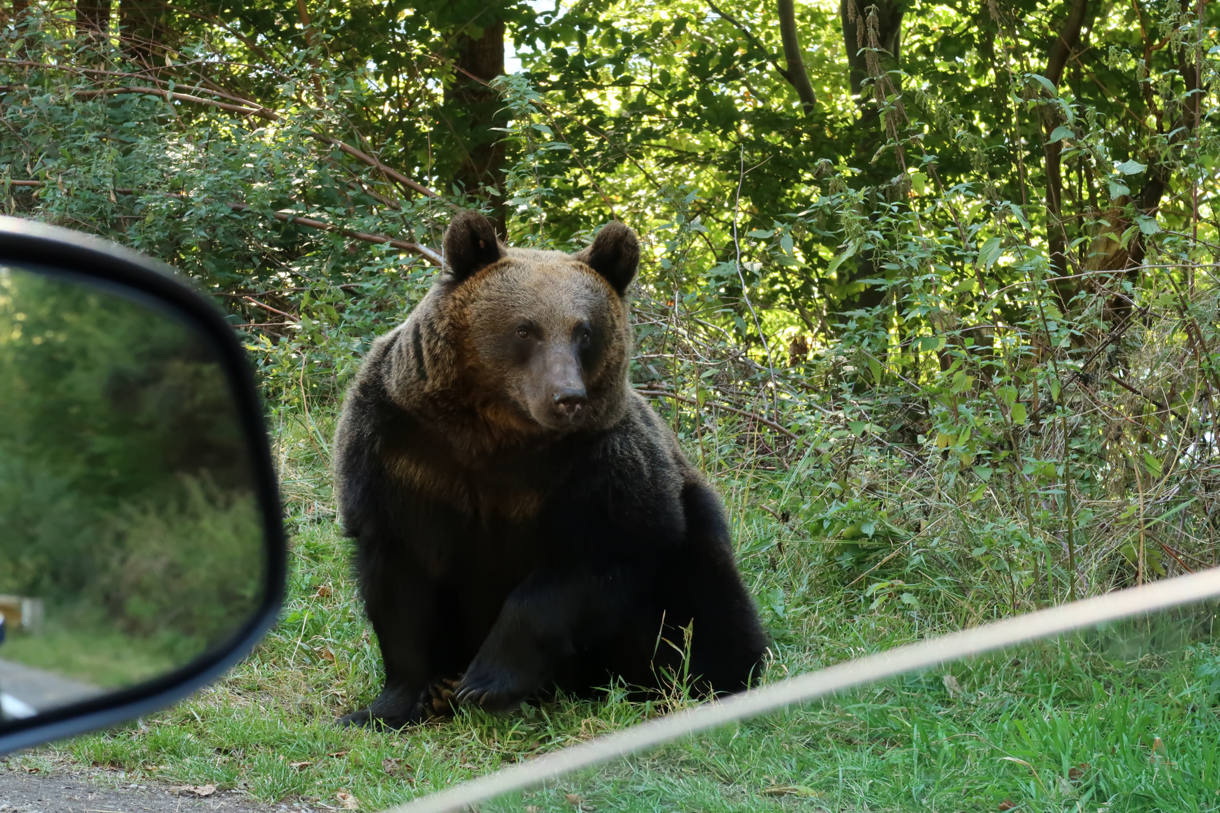 Bear Filmed Walking Next to Couple at Glacier National Park in Viral