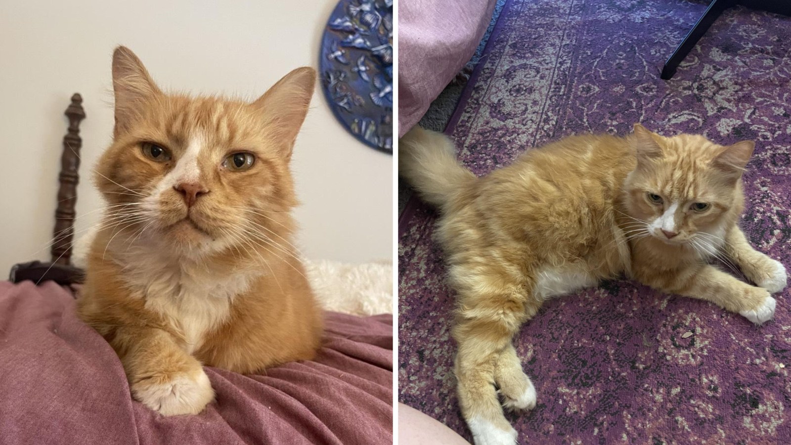 Owners Abandon 12-Year-Old Cat After Moving Out, Neighbor Steps In - Newsweek